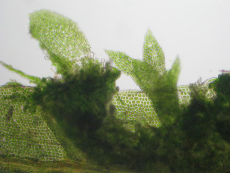 Fissidens dubius